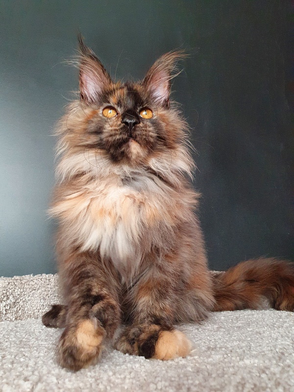 Flora  Akbars (polydactyl) 66/66 - Kitten maine-coon 5 months 1.5 week