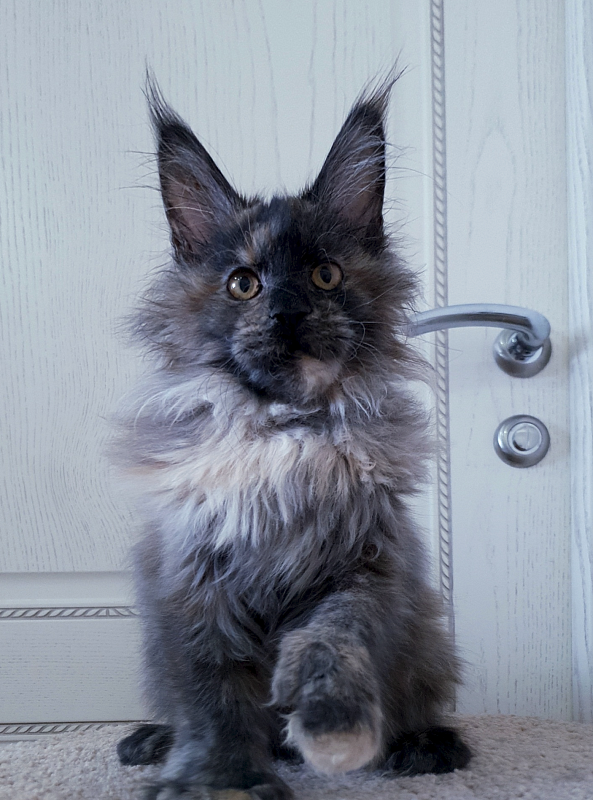 Flora  Akbars (polydactyl) 66/66 - Junior maine-coon 7 months