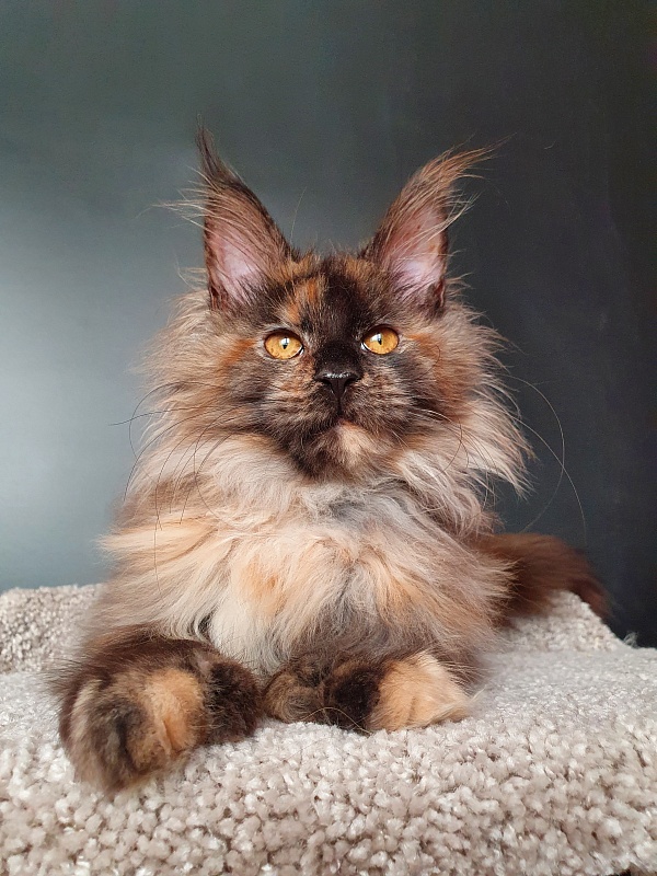 Flora  Akbars (polydactyl) 66/66 - Kitten maine-coon 5 months 1.5 week