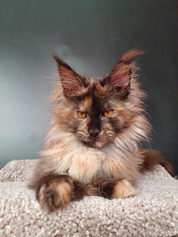 Flora  Akbars (polydactyl) 66/66 - Kitten maine-coon 5 months 1.5 week