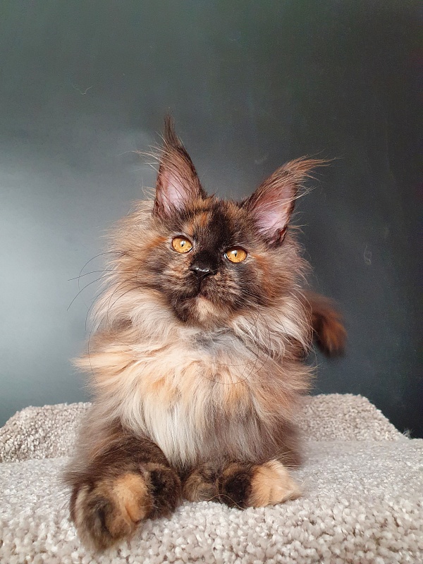 Flora  Akbars (polydactyl) 66/66 - Kitten maine-coon 5 months 1.5 week