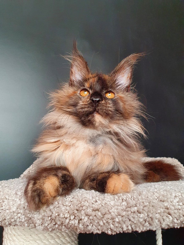 Flora  Akbars (polydactyl) 66/66 - Kitten maine-coon 5 months 1.5 week