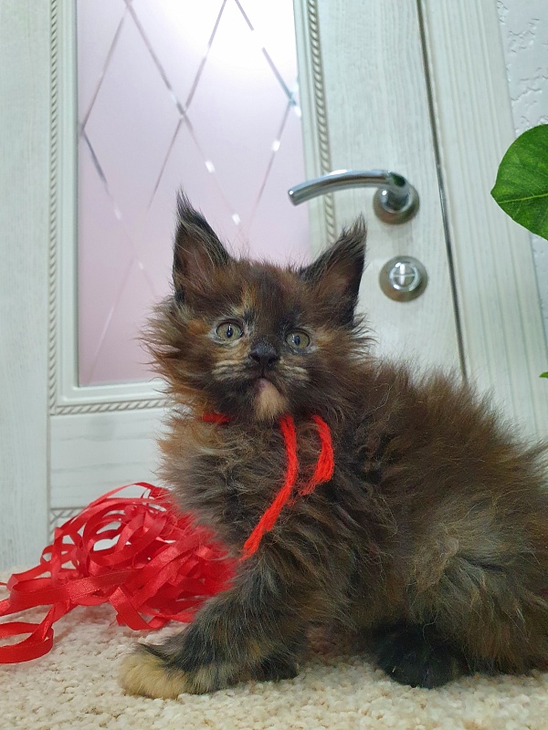 Flora  Akbars (polydactyl) 66/66 - Kitten maine-coon 1 month 2.5 weeks