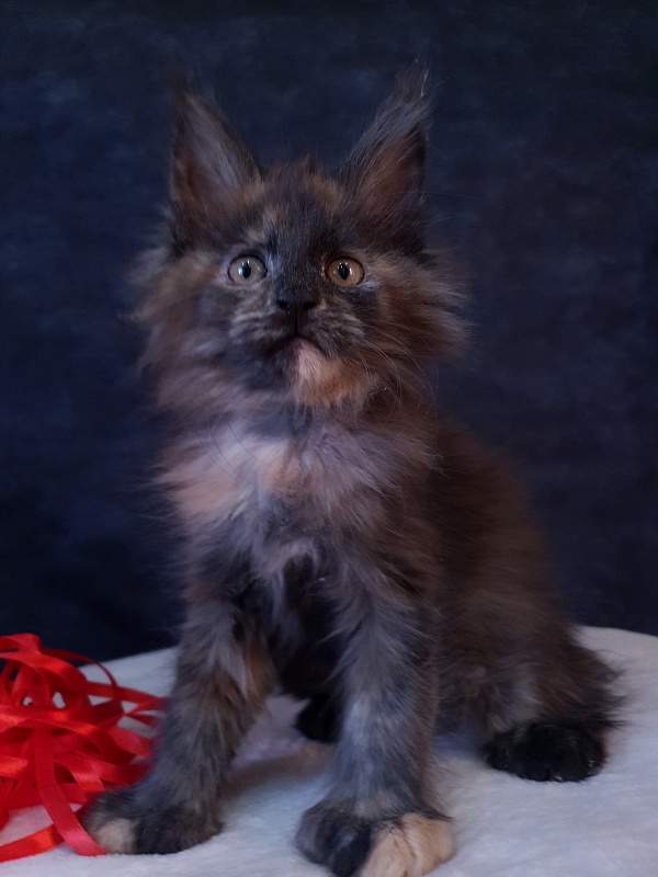 Flora  Akbars (polydactyl) 66/66 - Kitten maine-coon 2 months 1 week