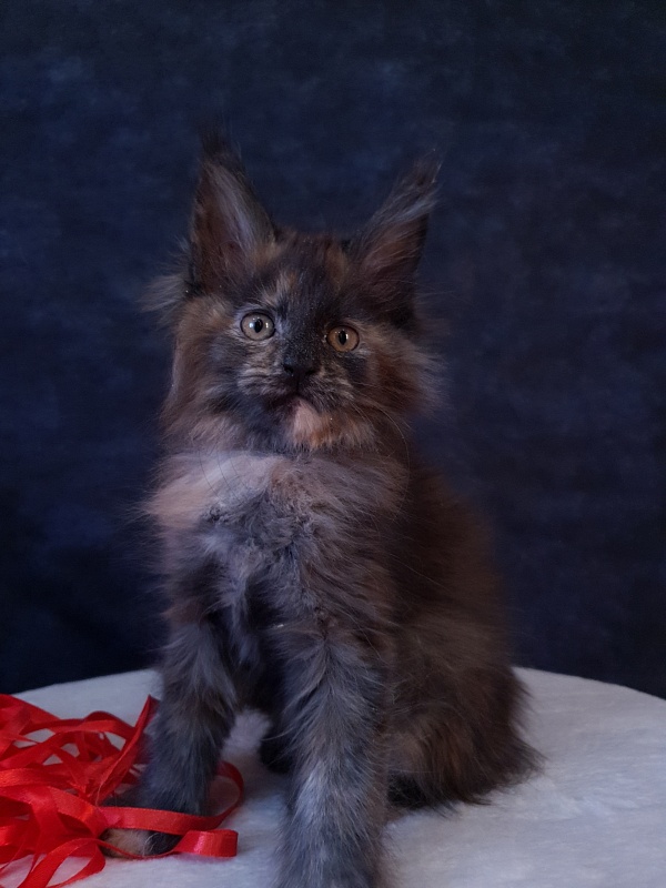 Flora  Akbars (polydactyl) 66/66 - Kitten maine-coon 2 months 1 week