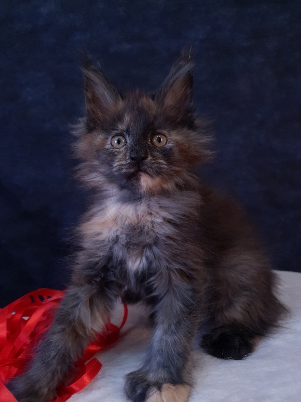 Flora  Akbars (polydactyl) 66/66 - Kitten maine-coon 2 months 1 week