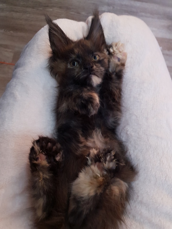 Flora  Akbars (polydactyl) 66/66 - Kitten maine-coon 2 months 1 week