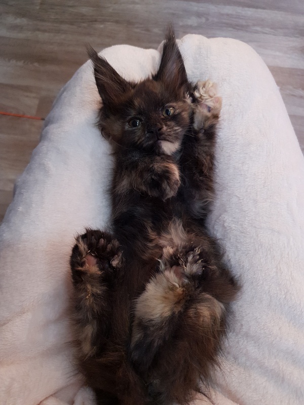 Flora  Akbars (polydactyl) 66/66 - Kitten maine-coon 2 months 1 week
