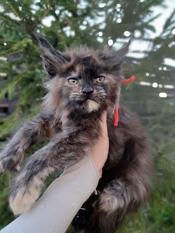 Flora  Akbars (polydactyl) 66/66 - Kitten maine-coon 2 months 1 week