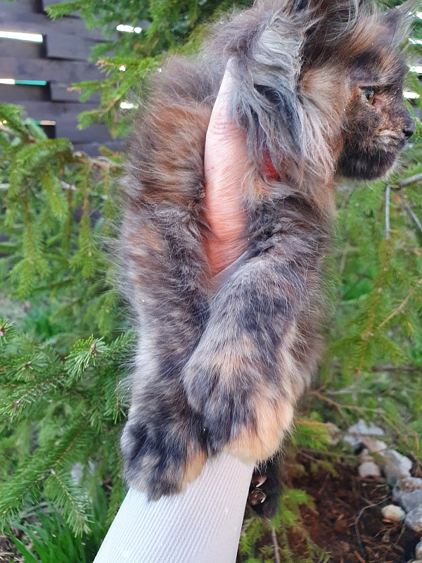 Flora  Akbars (polydactyl) 66/66 - Kitten maine-coon 2 months 1 week