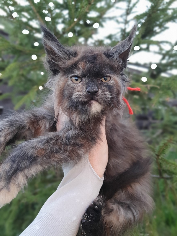 Flora  Akbars (polydactyl) 66/66 - Kitten maine-coon 2 months 1 week