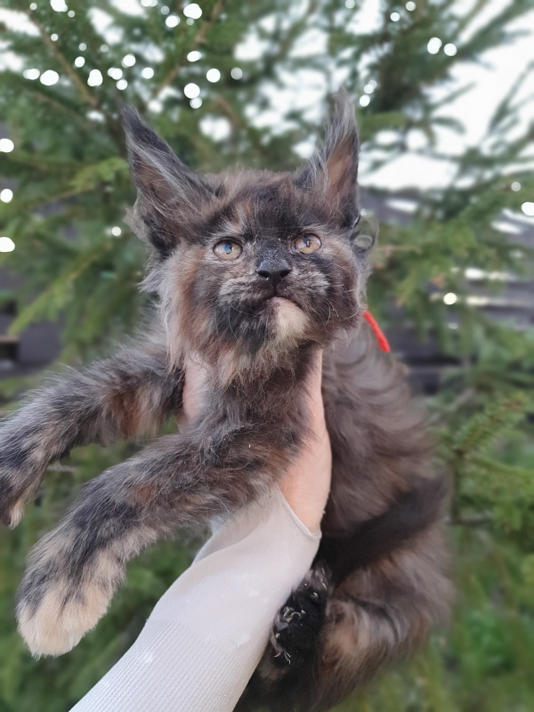 Flora  Akbars (polydactyl) 66/66 - Kitten maine-coon 2 months 1 week