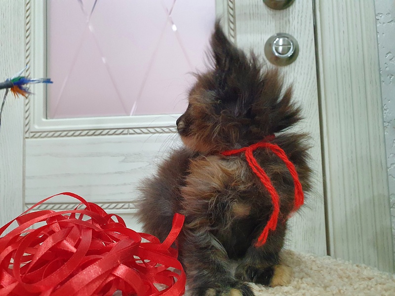 Flora  Akbars (polydactyl) 66/66 - Kitten maine-coon 1 month 2.5 weeks