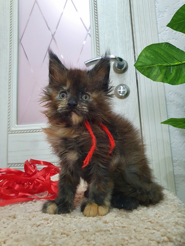 Flora  Akbars (polydactyl) 66/66 - Kitten maine-coon 1 month 2.5 weeks