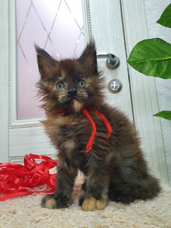 Flora  Akbars (polydactyl) 66/66 - Kitten maine-coon 1 month 2.5 weeks