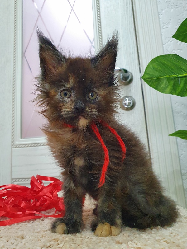 Flora  Akbars (polydactyl) 66/66 - Kitten maine-coon 1 month 2.5 weeks