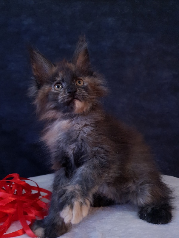 Flora  Akbars (polydactyl) 66/66 - Kitten maine-coon 2 months 1 week