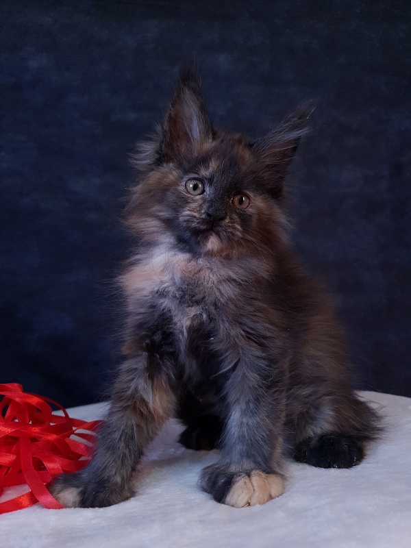 Flora  Akbars (polydactyl) 66/66 - Kitten maine-coon 2 months 1 week