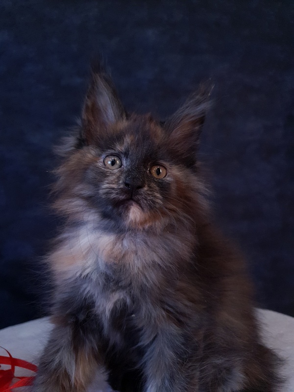 Flora  Akbars (polydactyl) 66/66 - Kitten maine-coon 2 months 1 week