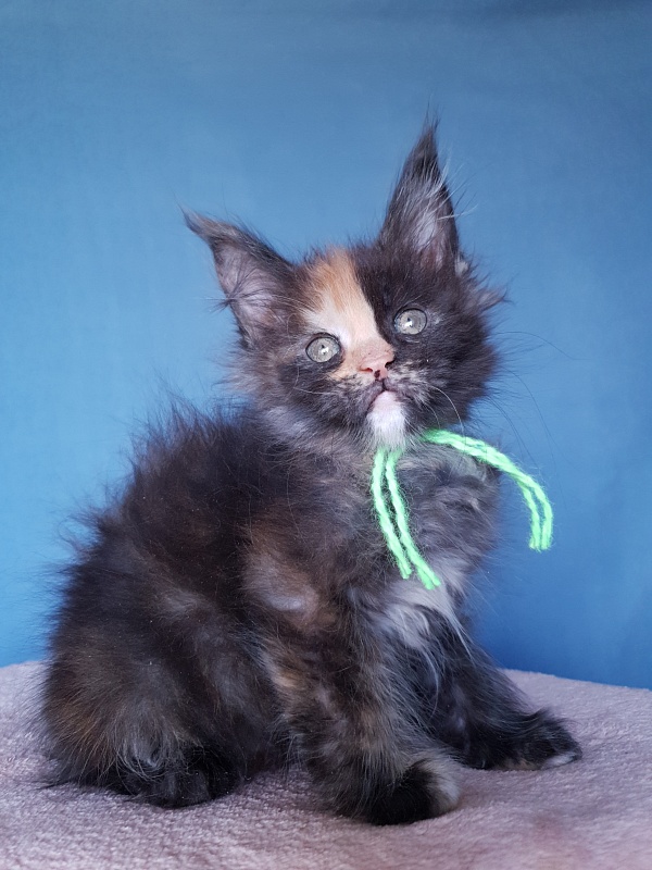 Helen Akbars - Kitten maine-coon 2 months 1 week