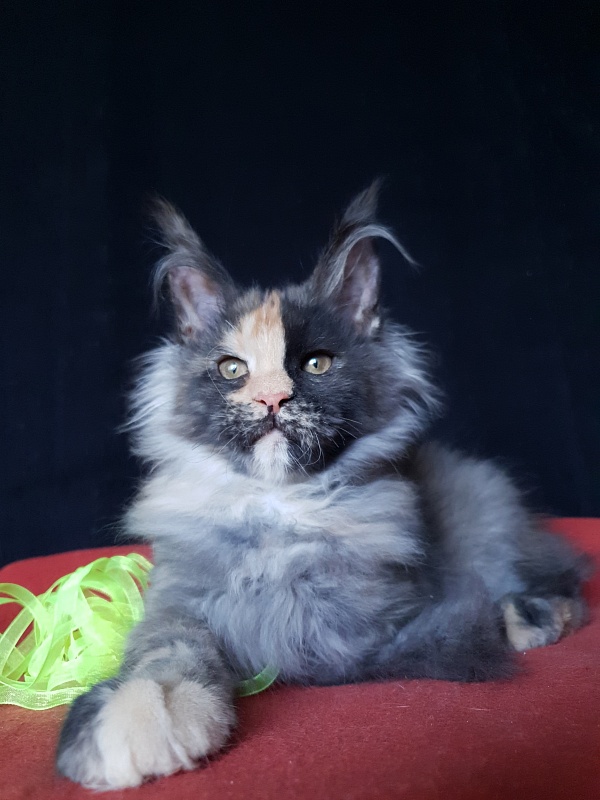 Helen Akbars - Kitten maine-coon 3 months 3 weeks