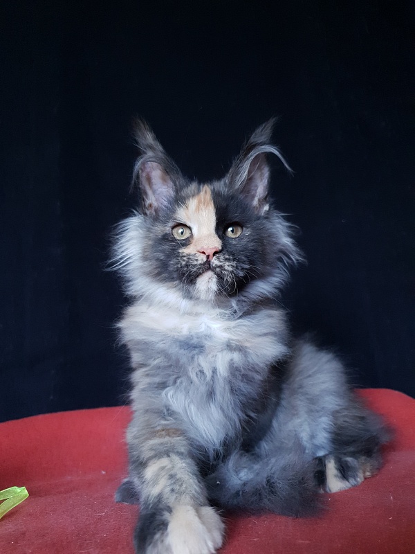 Helen Akbars - Kitten maine-coon 3 months 3 weeks