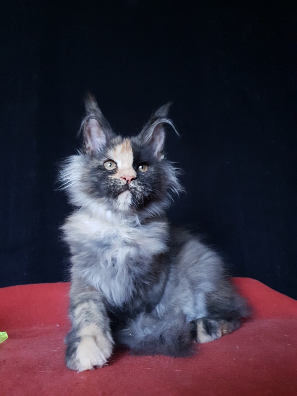 Helen Akbars - Kitten maine-coon 3 months 3 weeks