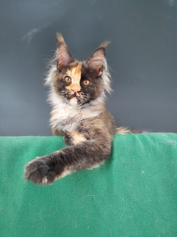 Helen Akbars - Kitten maine-coon 4 months 0.5 weeks