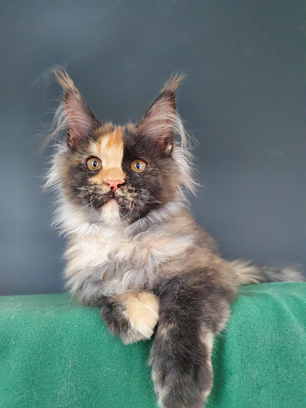 Helen Akbars - Kitten maine-coon 4 months 0.5 weeks