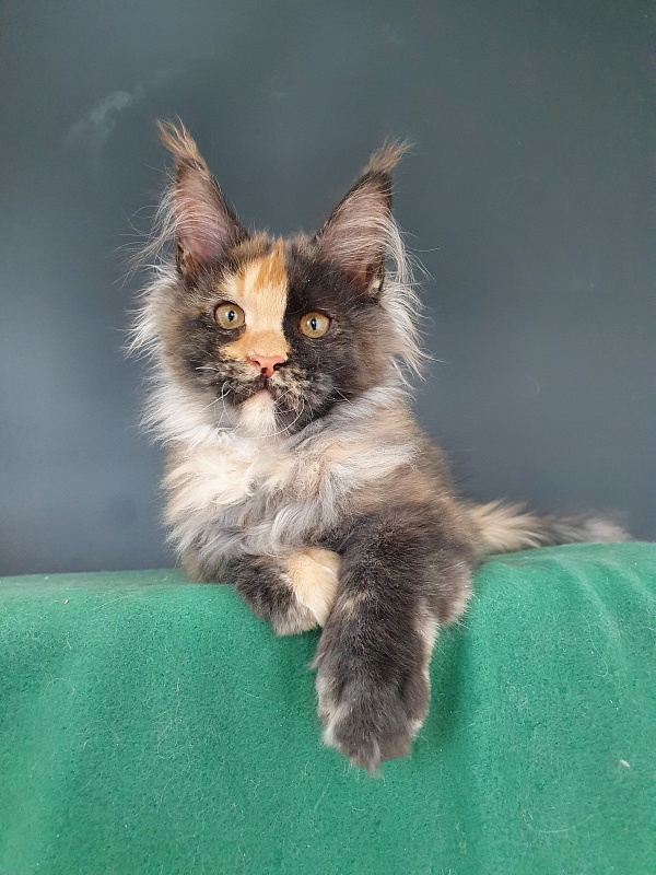 Helen Akbars - Kitten maine-coon 4 months 0.5 weeks