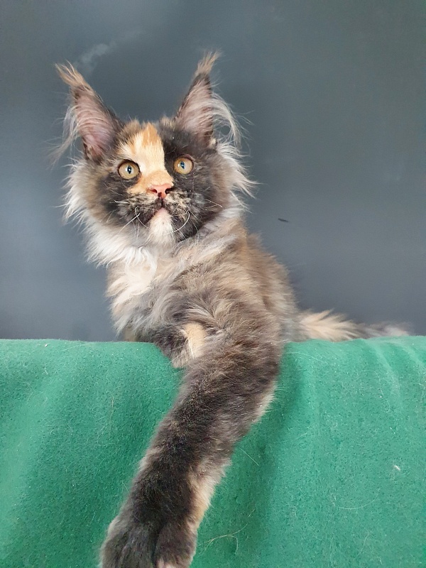 Helen Akbars - Kitten maine-coon 4 months 0.5 weeks