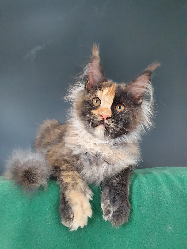 Helen Akbars - Kitten maine-coon 4 months 0.5 weeks