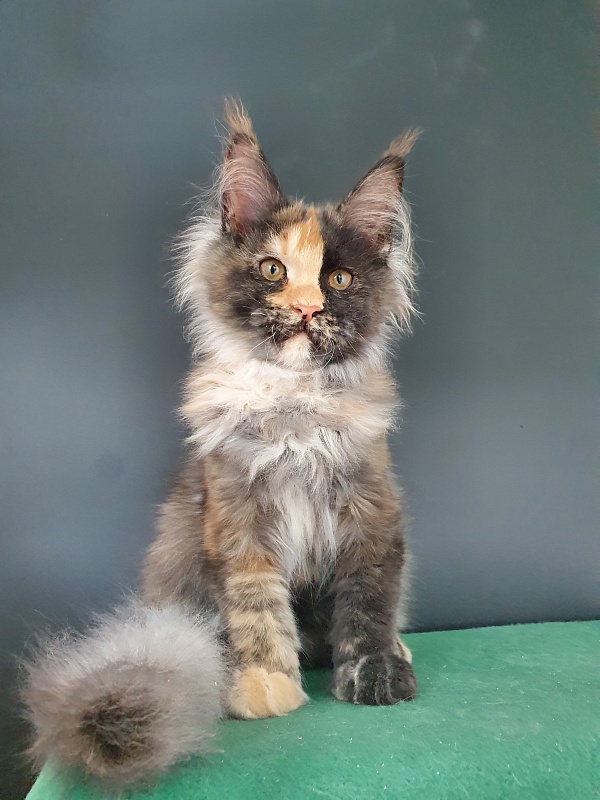 Helen Akbars - Kitten maine-coon 4 months 0.5 weeks