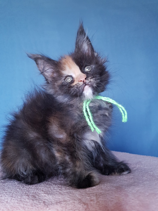 Helen Akbars - Kitten maine-coon 2 months 1 week