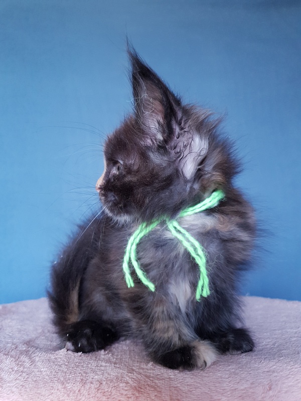 Helen Akbars - Kitten maine-coon 2 months 1 week