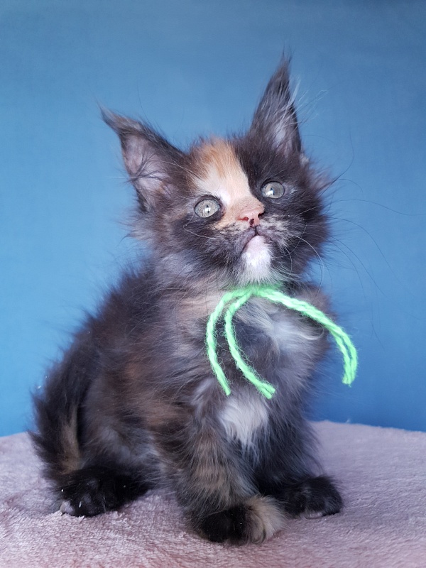 Helen Akbars - Kitten maine-coon 2 months 1 week