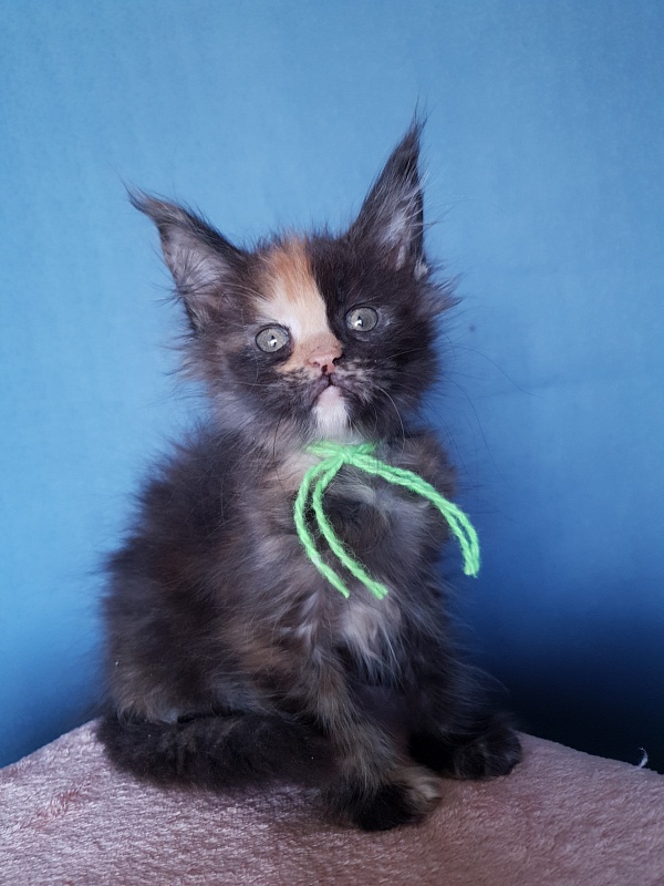 Helen Akbars - Kitten maine-coon 2 months 1 week