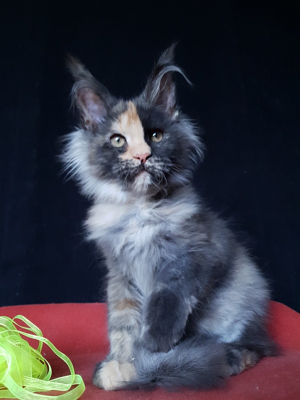 Helen Akbars - Kitten maine-coon 3 months 3 weeks