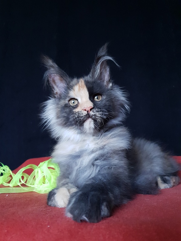 Helen Akbars - Kitten maine-coon 3 months 3 weeks