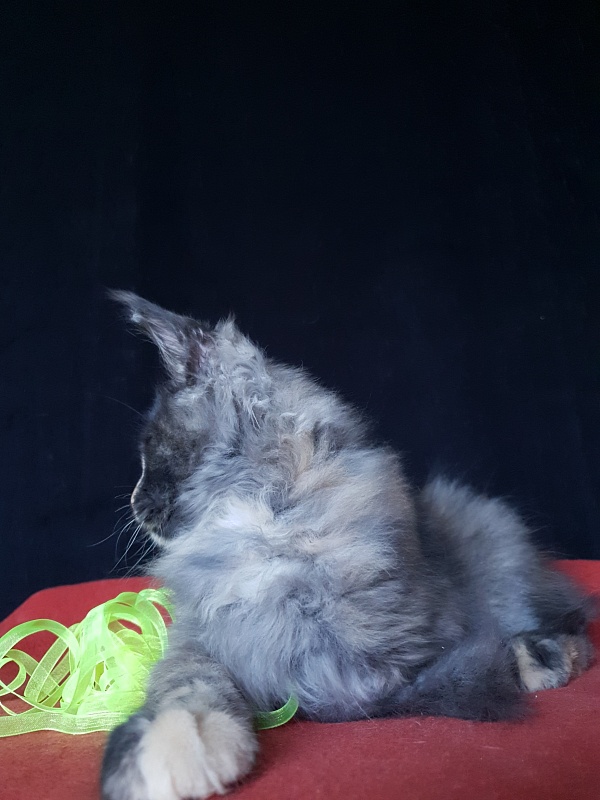 Helen Akbars - Kitten maine-coon 3 months 3 weeks