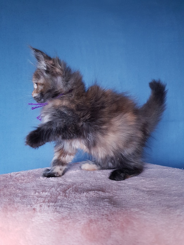 Happy Akbars - Kitten maine-coon 2 months 1 week