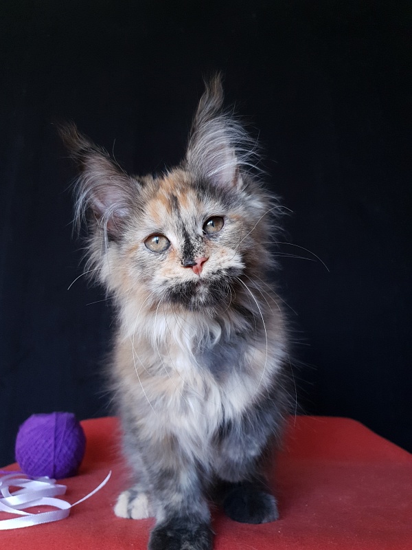 Happy Akbars - Kitten maine-coon 3 months 3 weeks