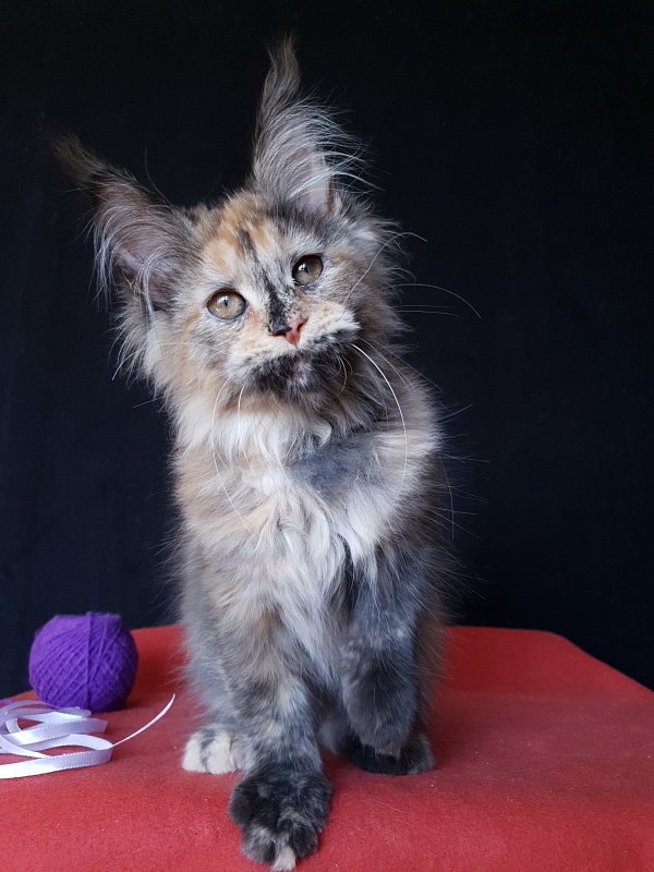 Happy Akbars - Kitten maine-coon 3 months 3 weeks