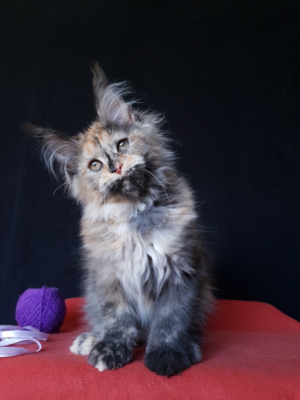 Happy Akbars - Kitten maine-coon 3 months 3 weeks