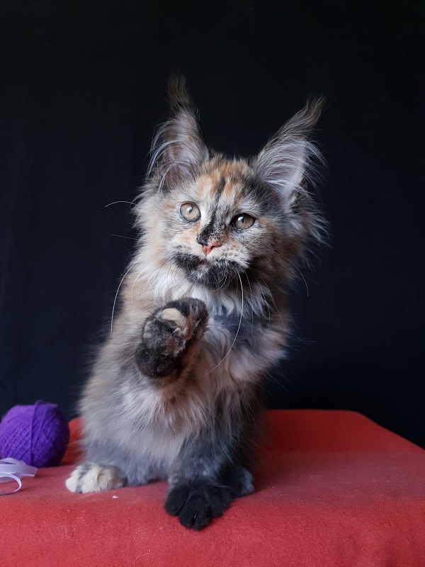 Happy Akbars - Kitten maine-coon 3 months 3 weeks