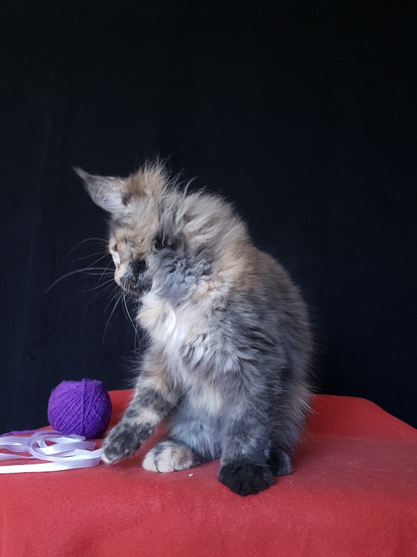 Happy Akbars - Kitten maine-coon 3 months 3 weeks