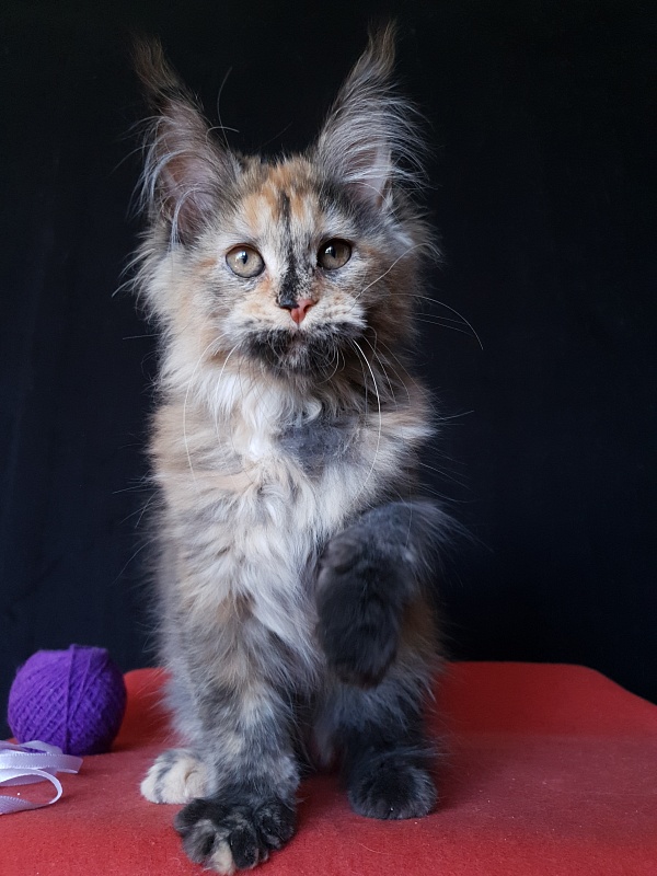 Happy Akbars - Kitten maine-coon 3 months 3 weeks