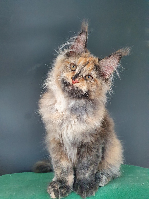 Happy Akbars - Kitten maine-coon 4 months 0.5 weeks