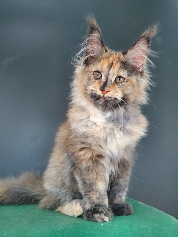 Happy Akbars - Kitten maine-coon 4 months 0.5 weeks