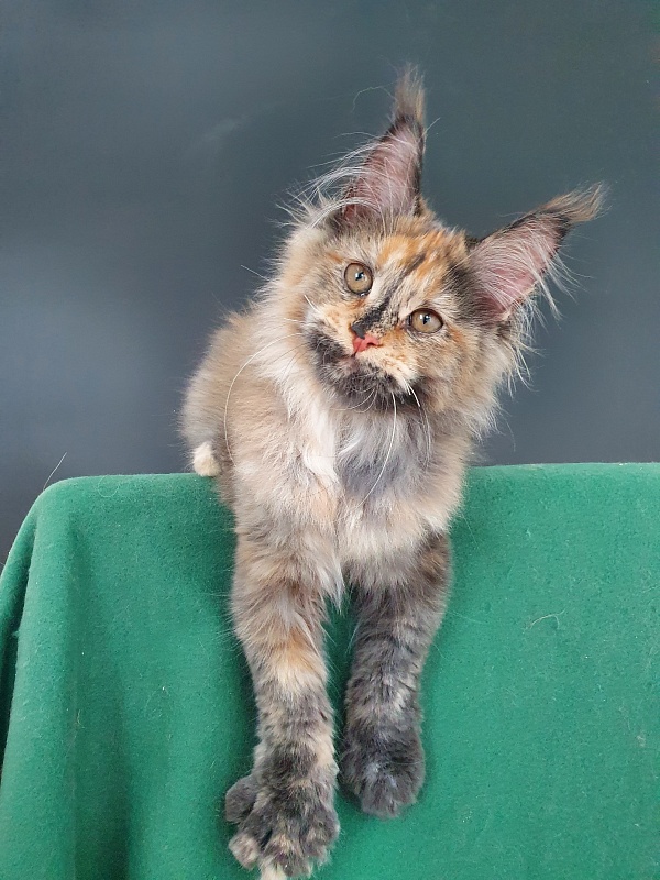 Happy Akbars - Kitten maine-coon 4 months 0.5 weeks